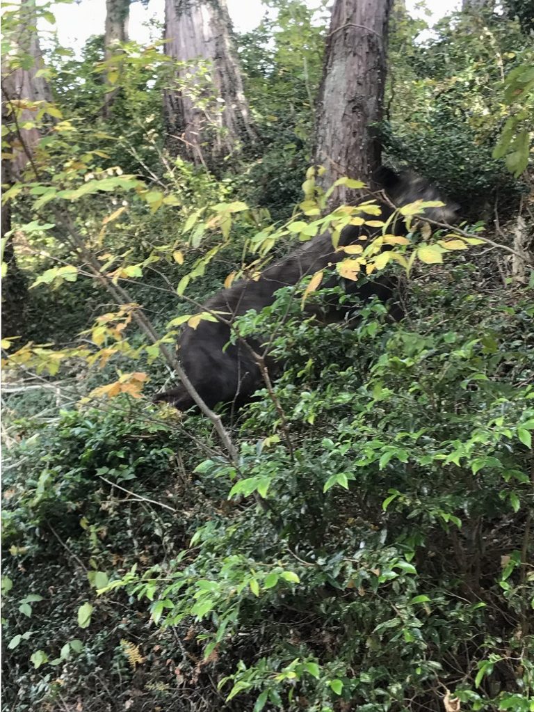 11：44　駒高付近でカモシカに遭遇。逃げてしまった。