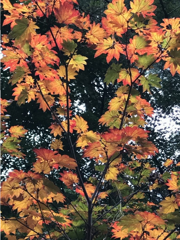 国営武蔵丘陵森林公園(3)ー紅葉を求めてー