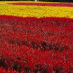 国営武蔵丘陵森林公園(5)～秋の草花