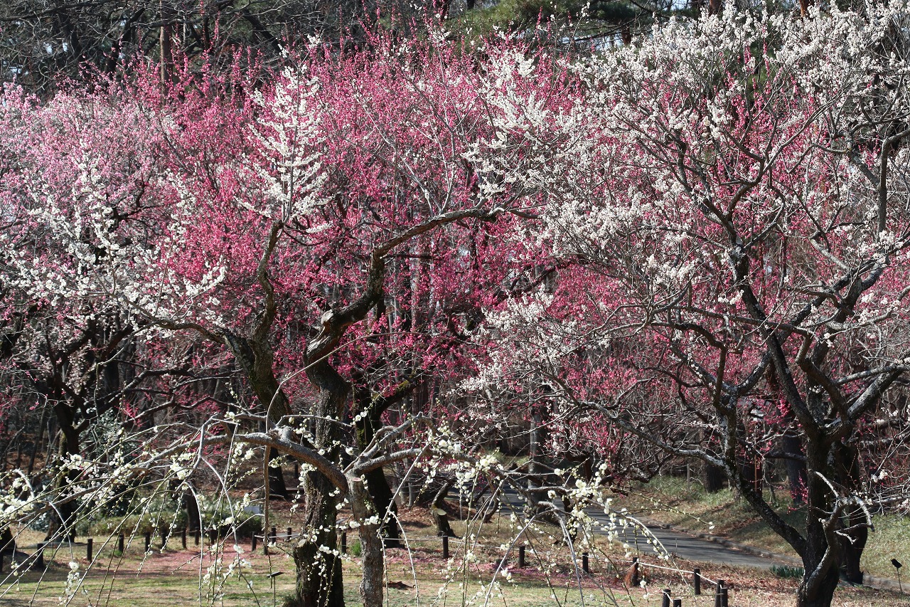 国営武蔵丘陵森林公園（11）ー春の訪れー